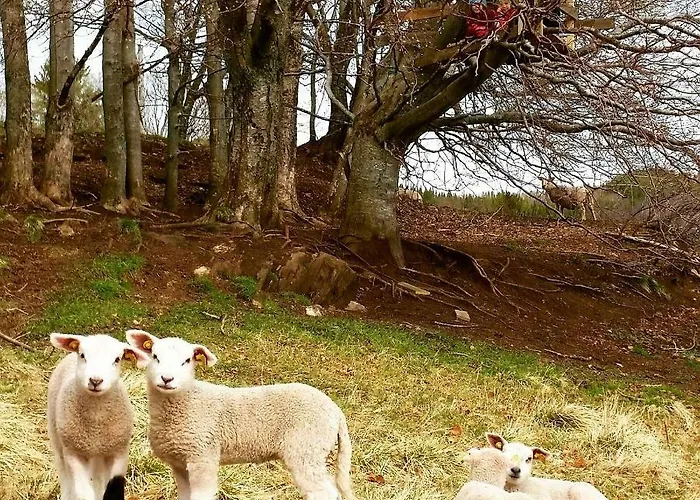 Gammelstua Pa Storsaeter Gard